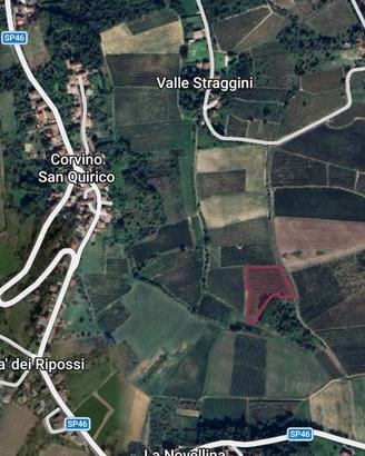 Vendita vigneto a Corvino San Quirico (PV)