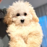 Barboncino toy (possibile consegna)