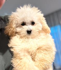 Barboncino toy (possibile consegna)