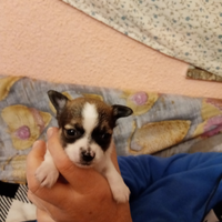 Vendita di cuccioli cihuahua