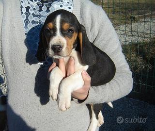Beagle tricolori cuccioli maschi