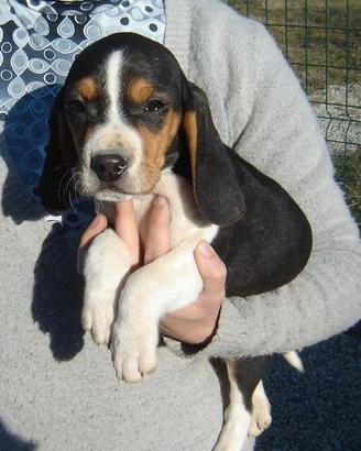 Beagle tricolori cuccioli maschi