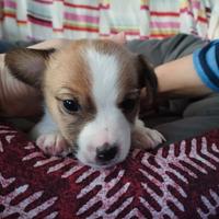 Cuccioli di jack Russel