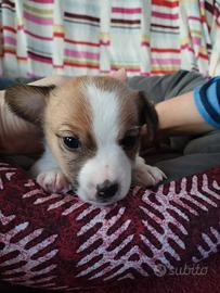 Cuccioli di jack Russel