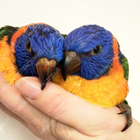 Pappagalli Lori allevati a mano