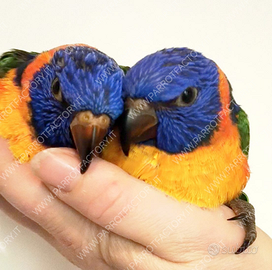 Pappagalli Lori allevati a mano