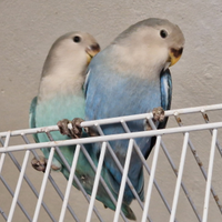 Inseparabili novelli