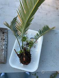 Cycas