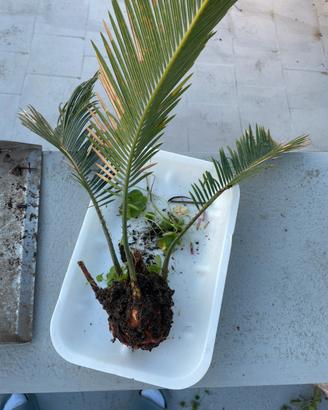 Cycas
