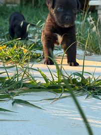 Cuccioli di Cane Corso