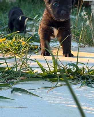 Cuccioli di Cane Corso