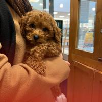 Cuccioli di barbone nano