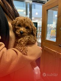 Cuccioli di barbone nano