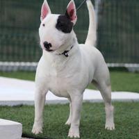 Bull terrier miniature