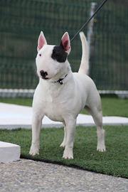 Bull terrier miniature