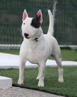 Bull terrier miniature