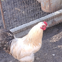 Galline Galli