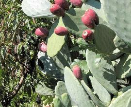 Terreno per coltivazione stagionale fico d'india