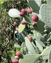 Terreno per coltivazione stagionale fico d'india