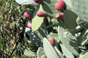 Terreno per coltivazione stagionale fico d'india