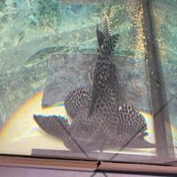 Pterygoplichthys gibbiceps