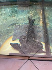 Pterygoplichthys gibbiceps