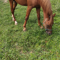 Cavallo di 4 anni razza quarab