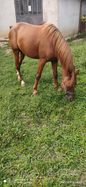 Cavallo di 4 anni razza quarab