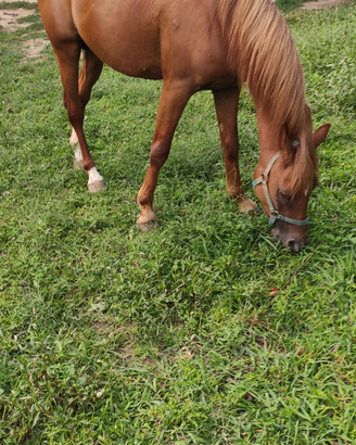 Cavallo di 4 anni razza quarab