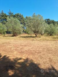 Terreno agricolo 2000 mq