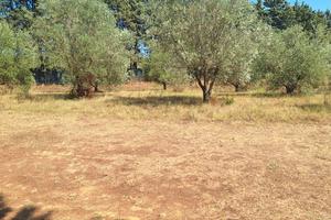 Terreno agricolo 2000 mq