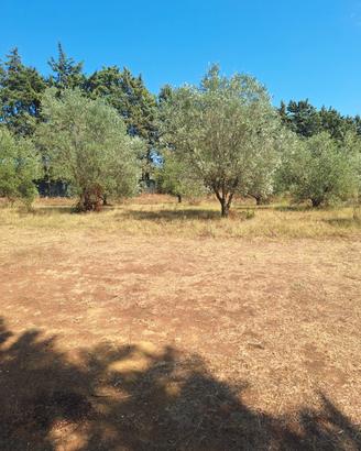 Terreno agricolo 2000 mq