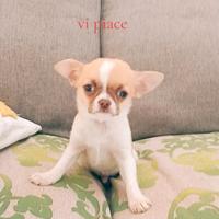 Cucciolo di chihuahua toy