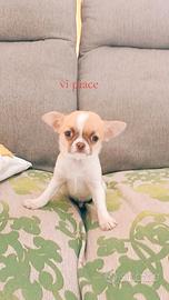 Cucciolo di chihuahua toy