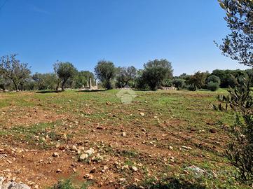 TER. AGRICOLO A POLIGNANO A MARE