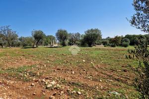 TER. AGRICOLO A POLIGNANO A MARE