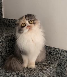 Scottish highland fold