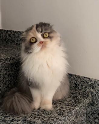 Scottish highland fold
