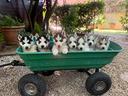 husky