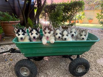 Husky