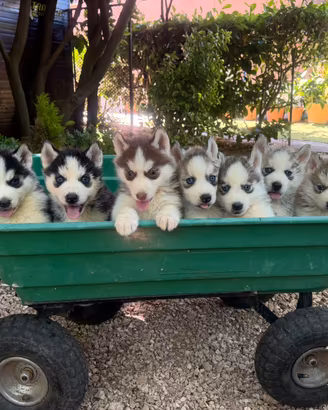 Husky