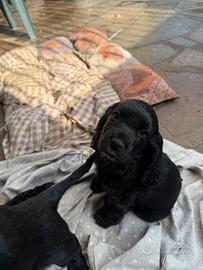 Cuccioli di cocker