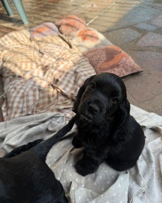 Cuccioli di cocker