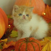 Maschio exotic shorthair