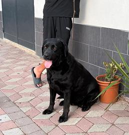 Labrador