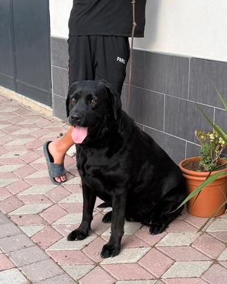 Labrador