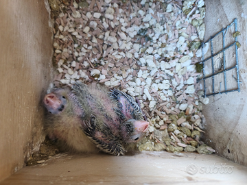 Pullo calopsite anellato