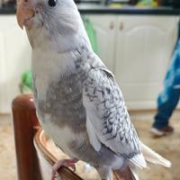 Calopsite allevate a mano