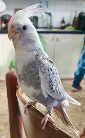 Calopsite allevate a mano