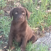 Cucciola di labrador con pedigree enci